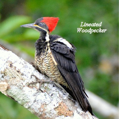 Lineated Woodpecker